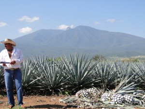 agave field1